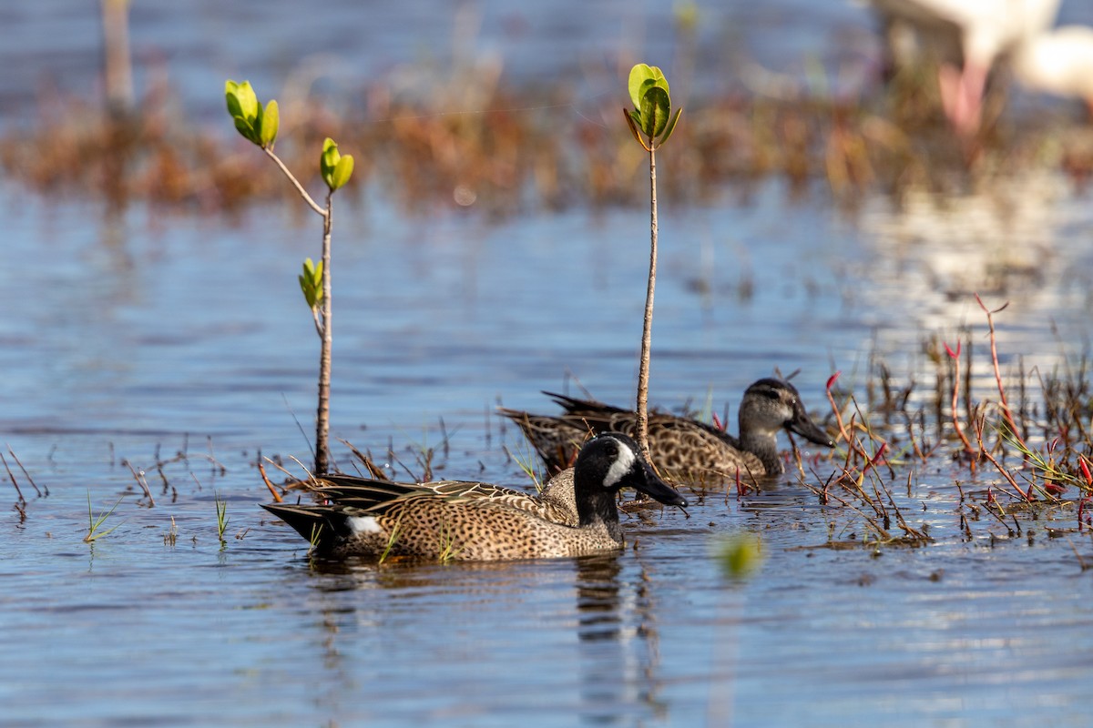 Чирянка блакитнокрила - ML647382466