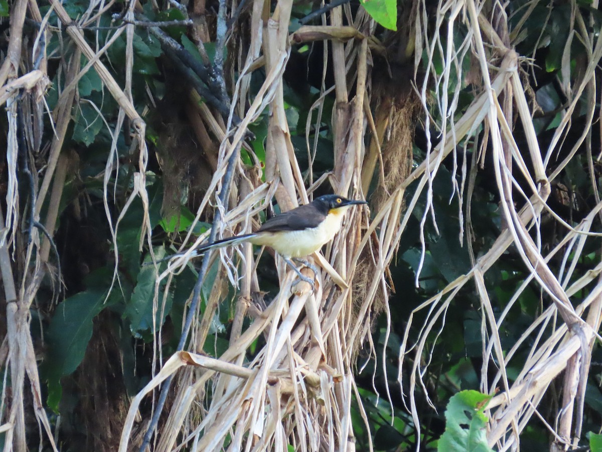 Black-capped Donacobius - ML647382473