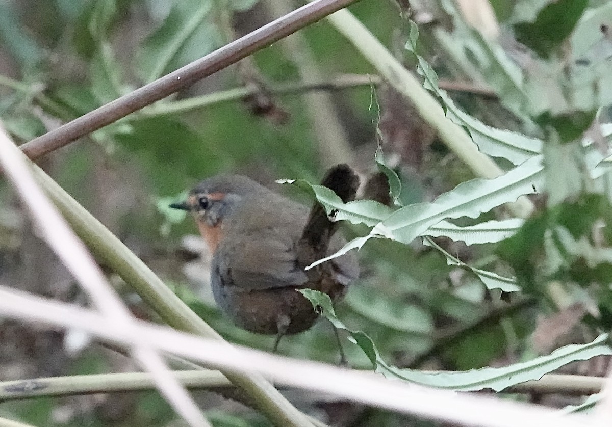Chucao Tapaculo - ML647382488