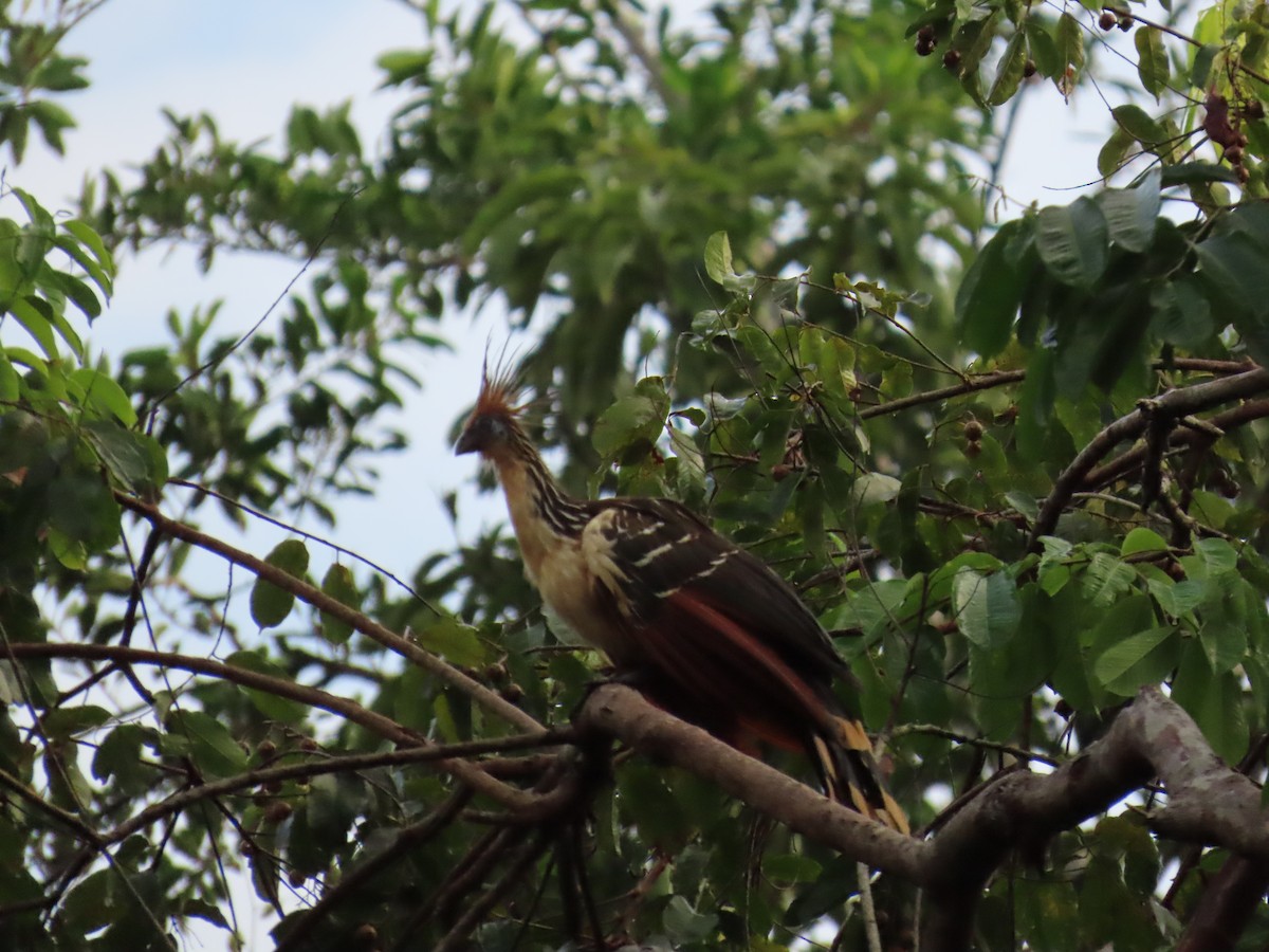 Hoatzin - ML647382503
