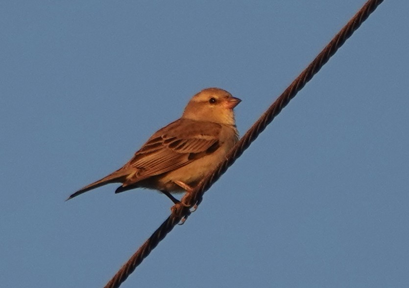 セアカスズメ - ML647382523