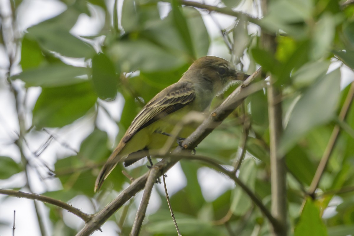 Grenada Flycatcher - ML647382524