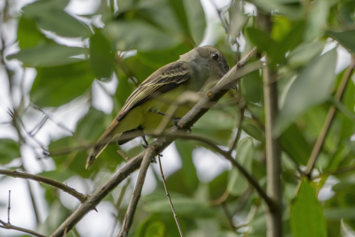 Grenada Flycatcher - ML647382525