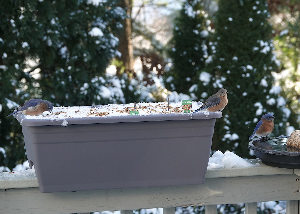 Eastern Bluebird - ML647382526