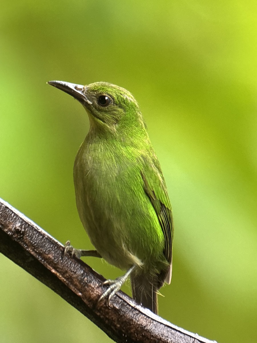 Green Honeycreeper - ML647382534