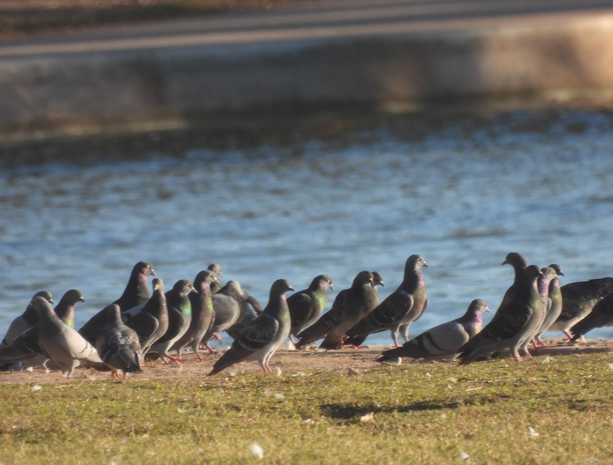 Rock Pigeon (Feral Pigeon) - ML647382541