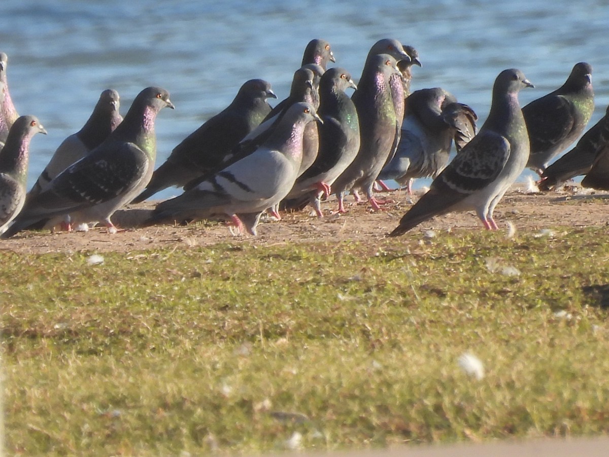 Rock Pigeon (Feral Pigeon) - ML647382544