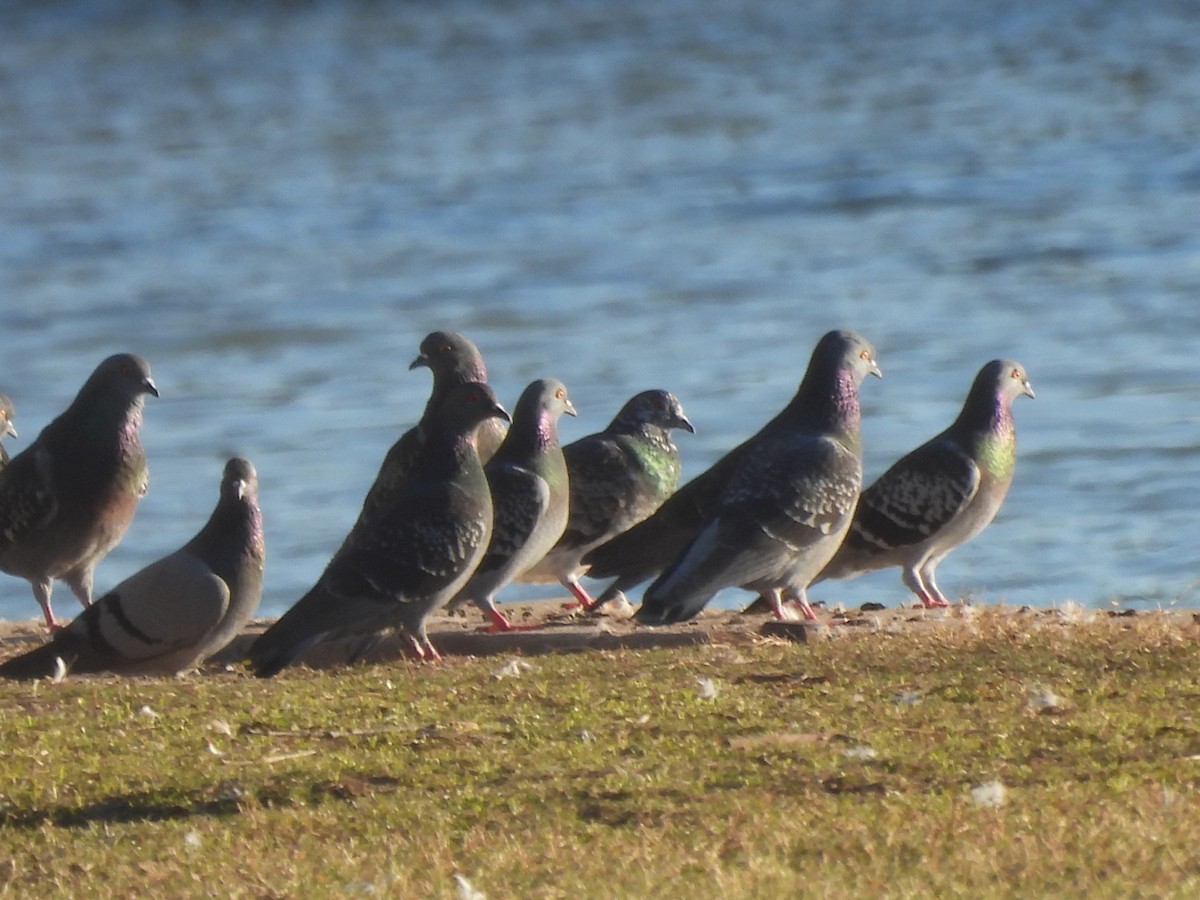 Rock Pigeon (Feral Pigeon) - ML647382546