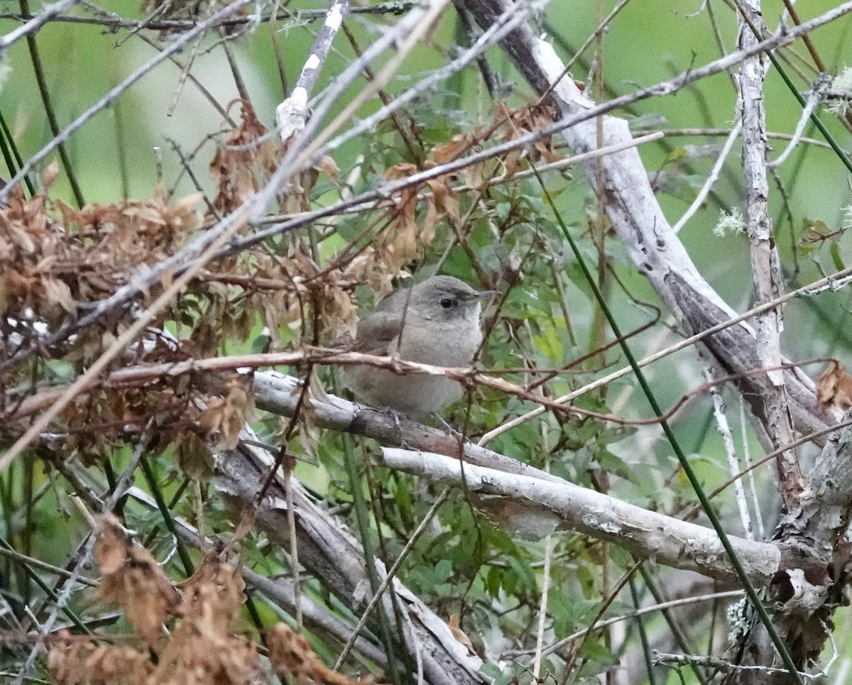 Southern House Wren - ML647382553