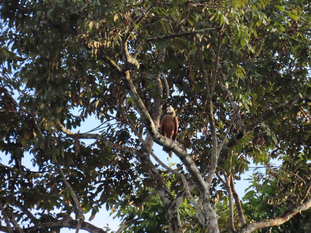 Black-collared Hawk - ML647382556