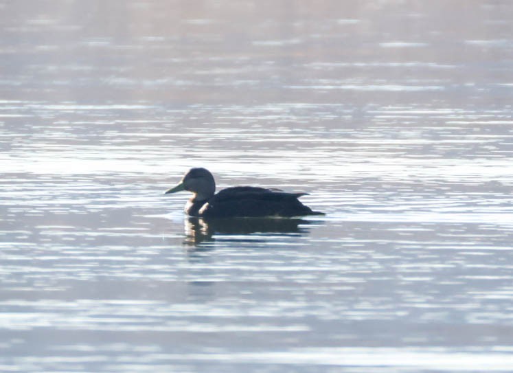 American Black Duck - ML647382559