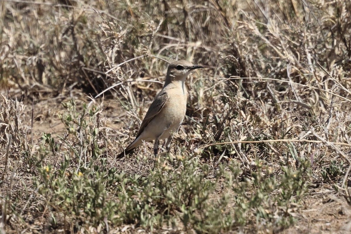 Collalba Isabel - ML647382561