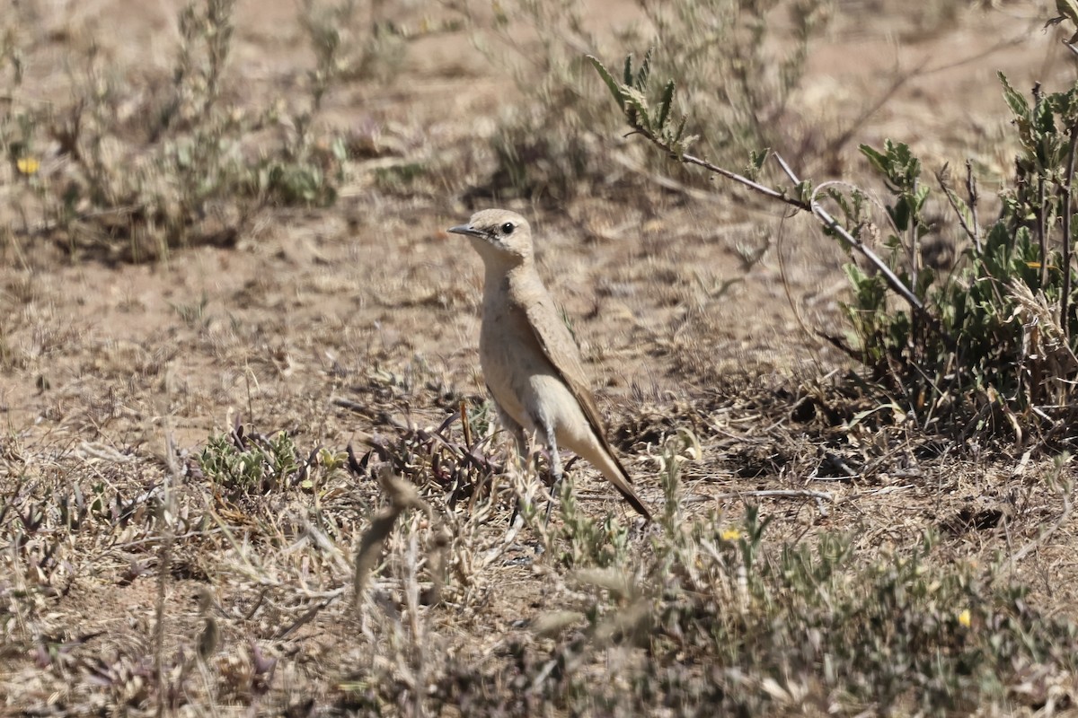 Collalba Isabel - ML647382562