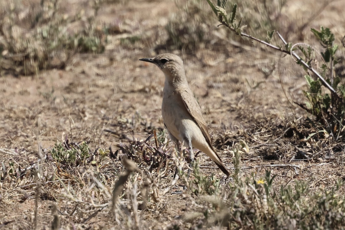 Collalba Isabel - ML647382563