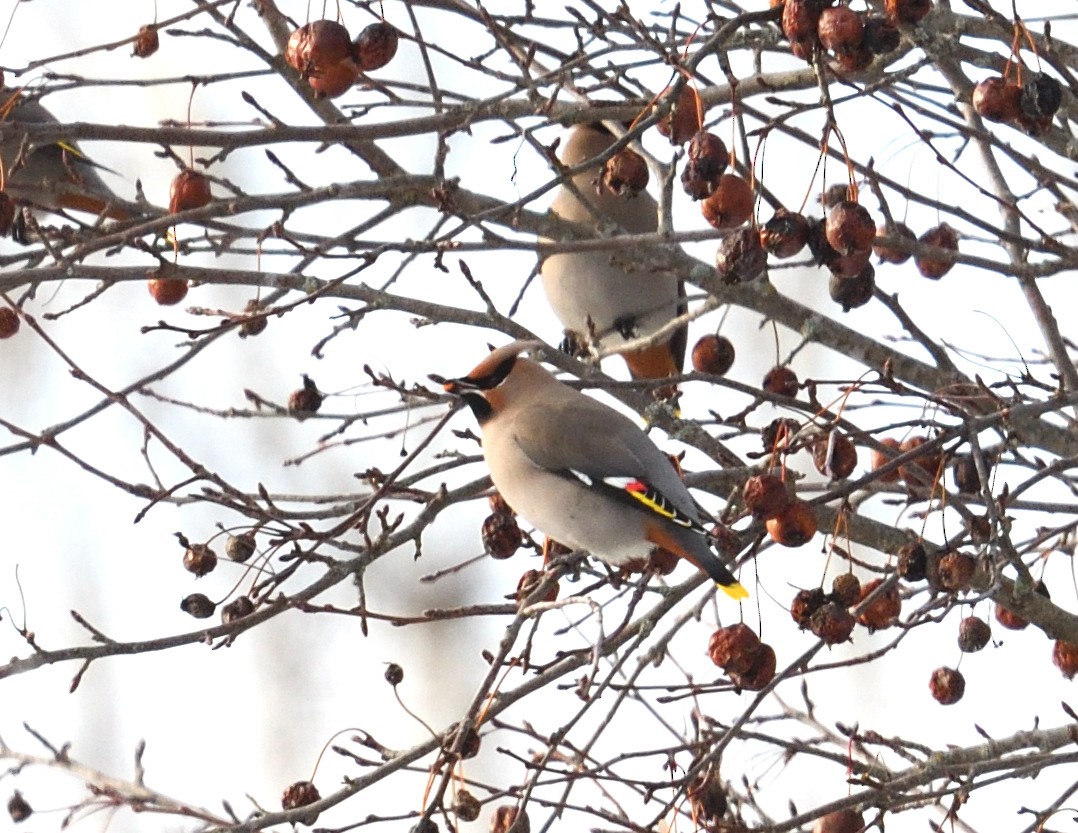 Bohemian Waxwing - ML647382575