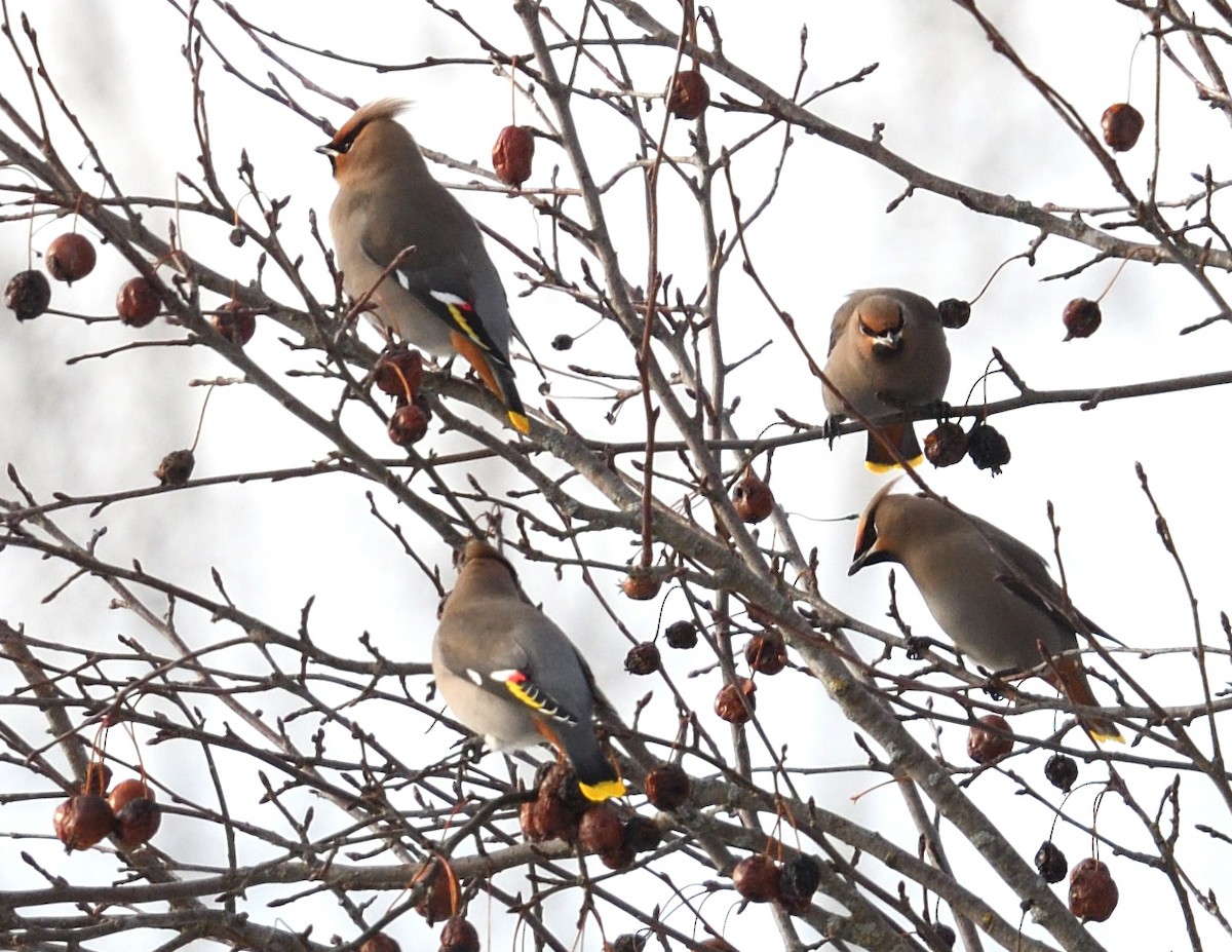 Bohemian Waxwing - ML647382576