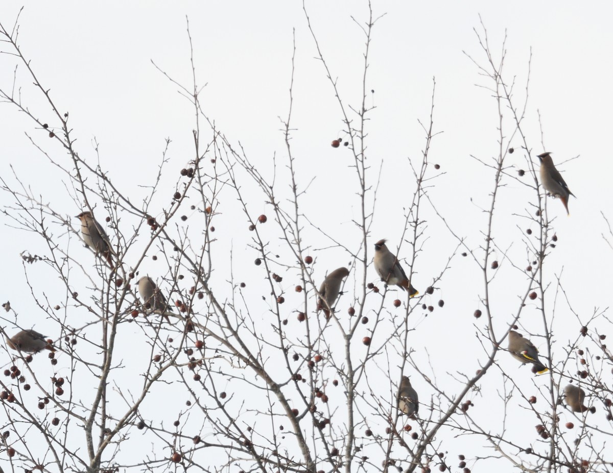 Bohemian Waxwing - ML647382577