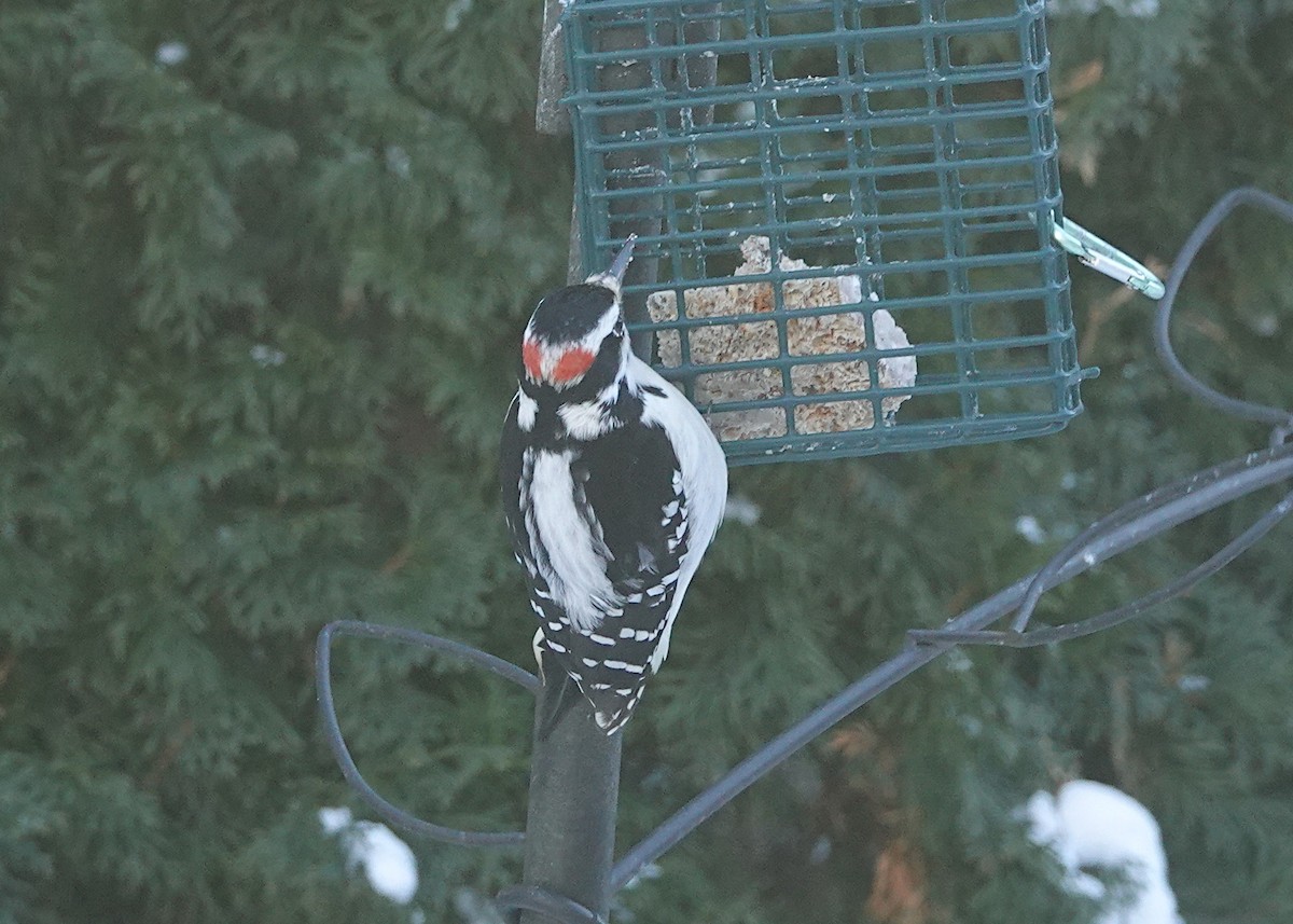 Hairy Woodpecker - ML647382584