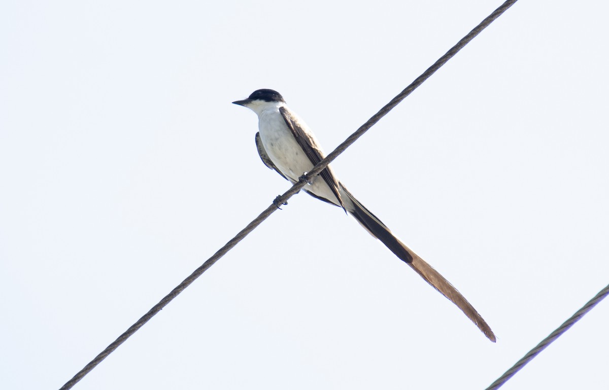 gaffeltyrann - ML647382587