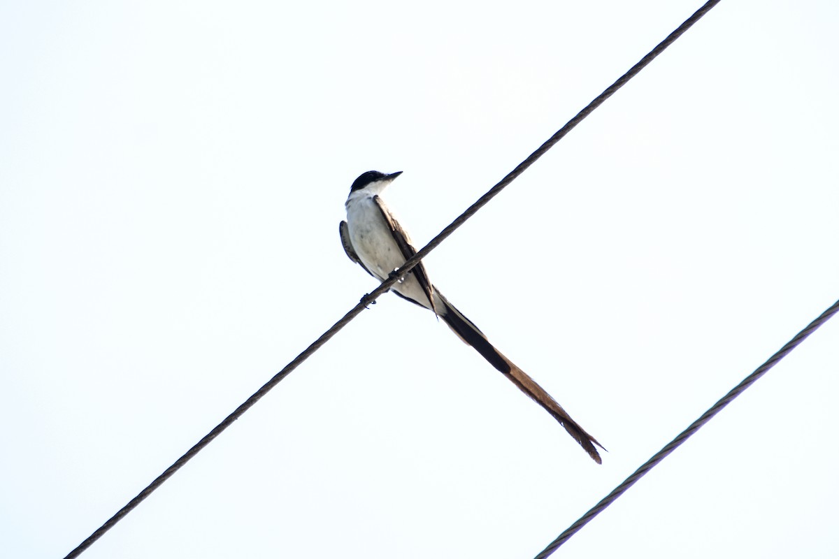 gaffeltyrann - ML647382588