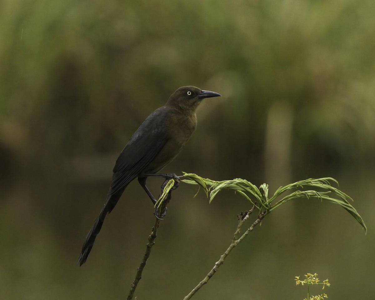 Zanate Mexicano - ML647382592