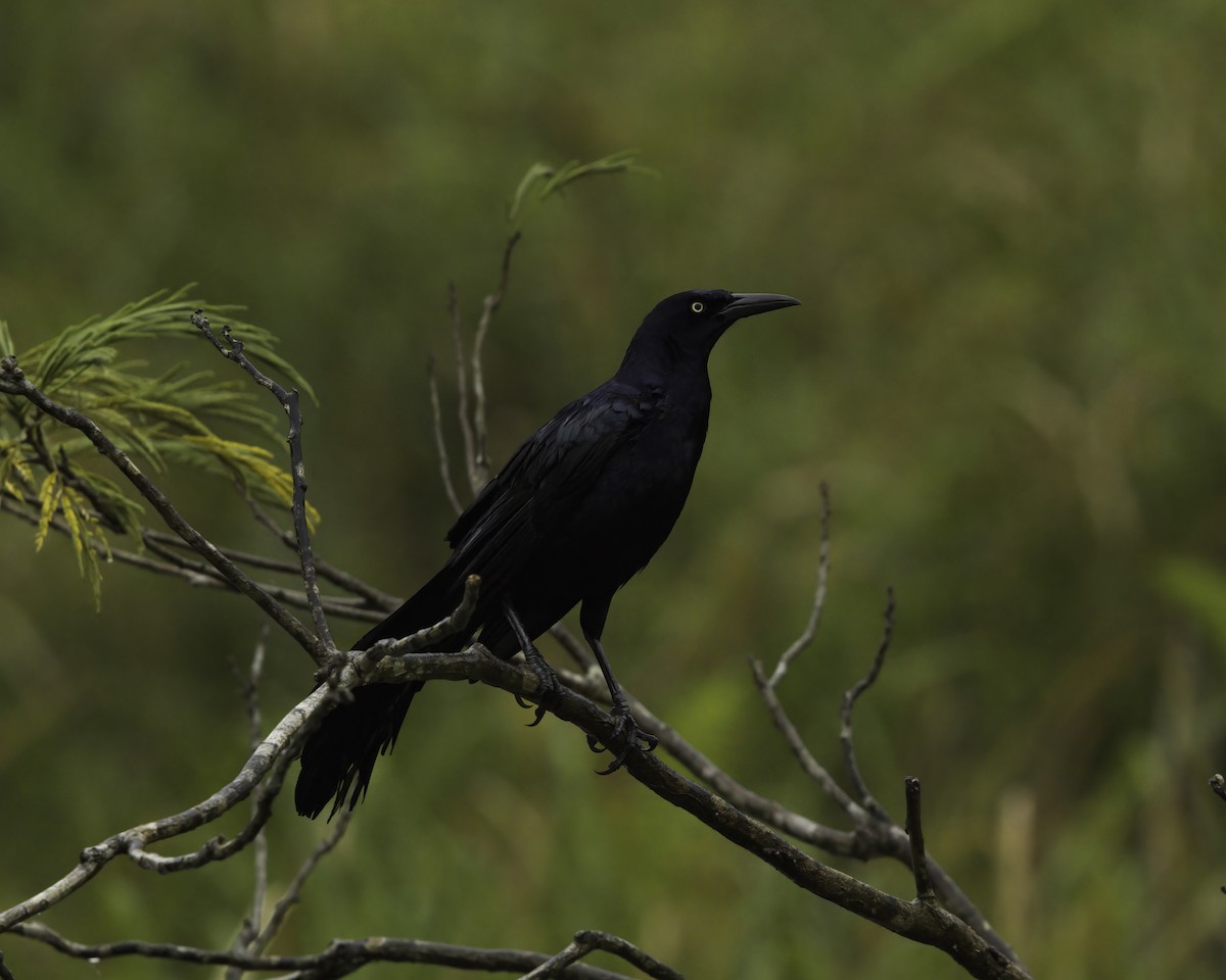 Zanate Mexicano - ML647382593