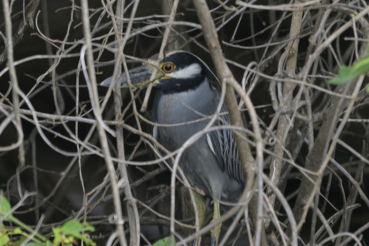 Sarı Tepeli Gece Balıkçılı - ML647382601