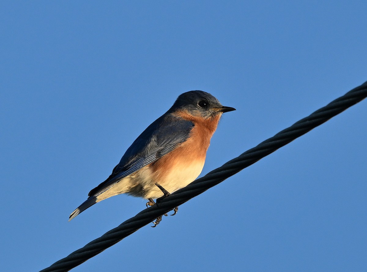 Eastern Bluebird - ML647382603