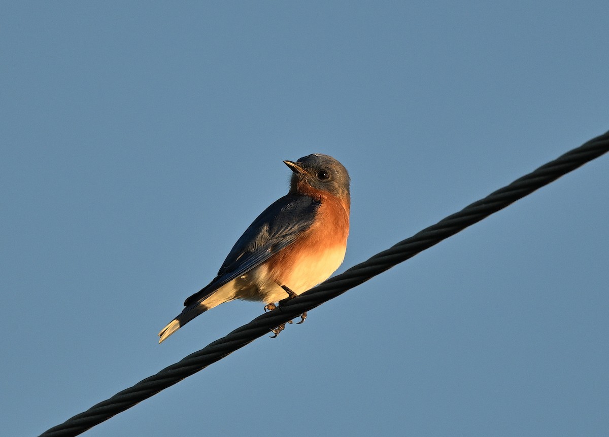 Eastern Bluebird - ML647382604