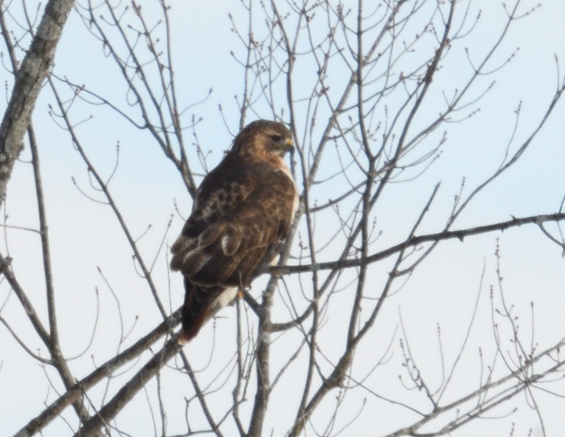 Red-tailed Hawk - ML647382606