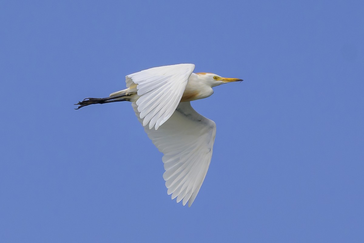 Airone guardabuoi - ML647382638