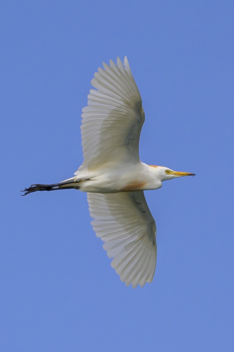 Airone guardabuoi - ML647382639