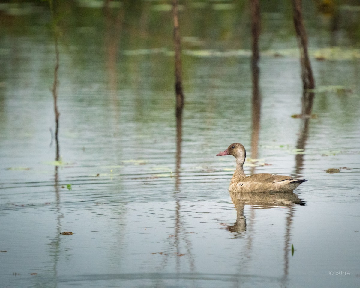 Brazilian Teal - ML647382641