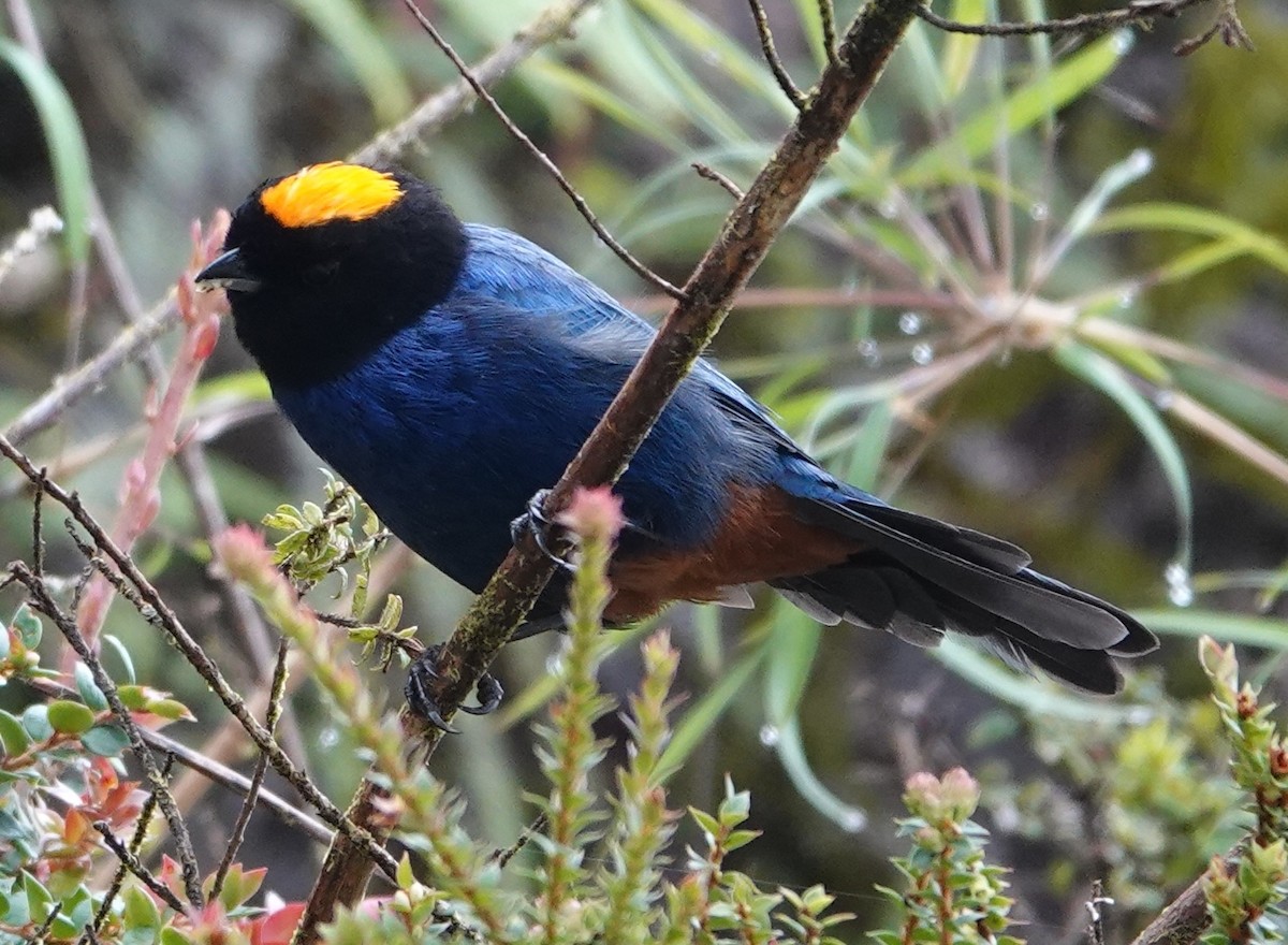 Tangara Coronidorada - ML647382650