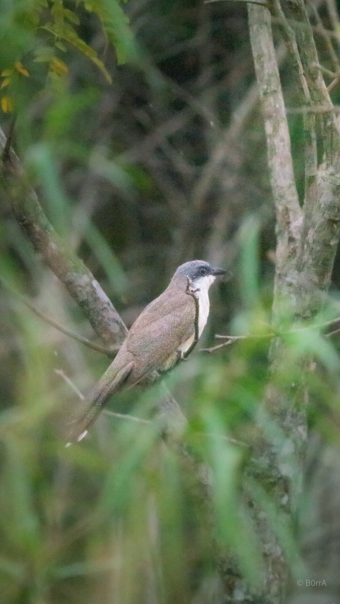 Dark-billed Cuckoo - ML647382653
