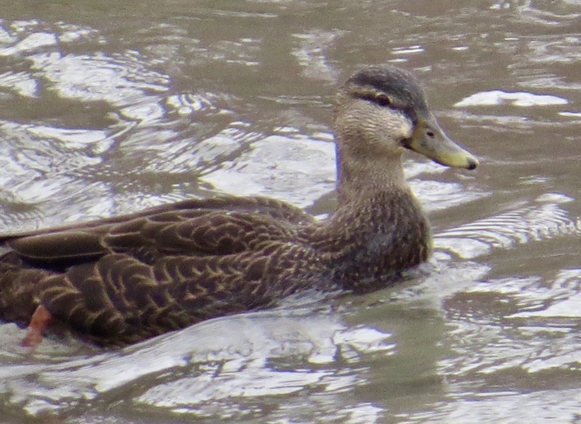 American Black Duck - ML647382667