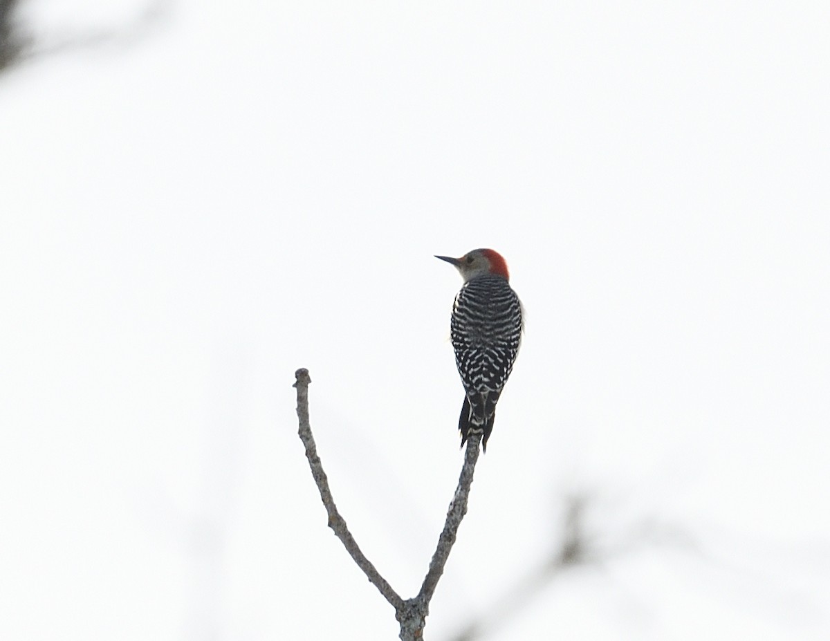 Red-bellied Woodpecker - ML647382670
