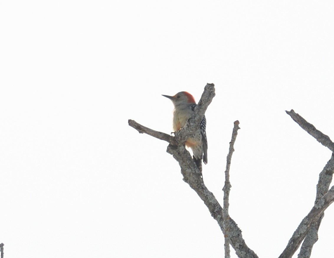Red-bellied Woodpecker - ML647382671