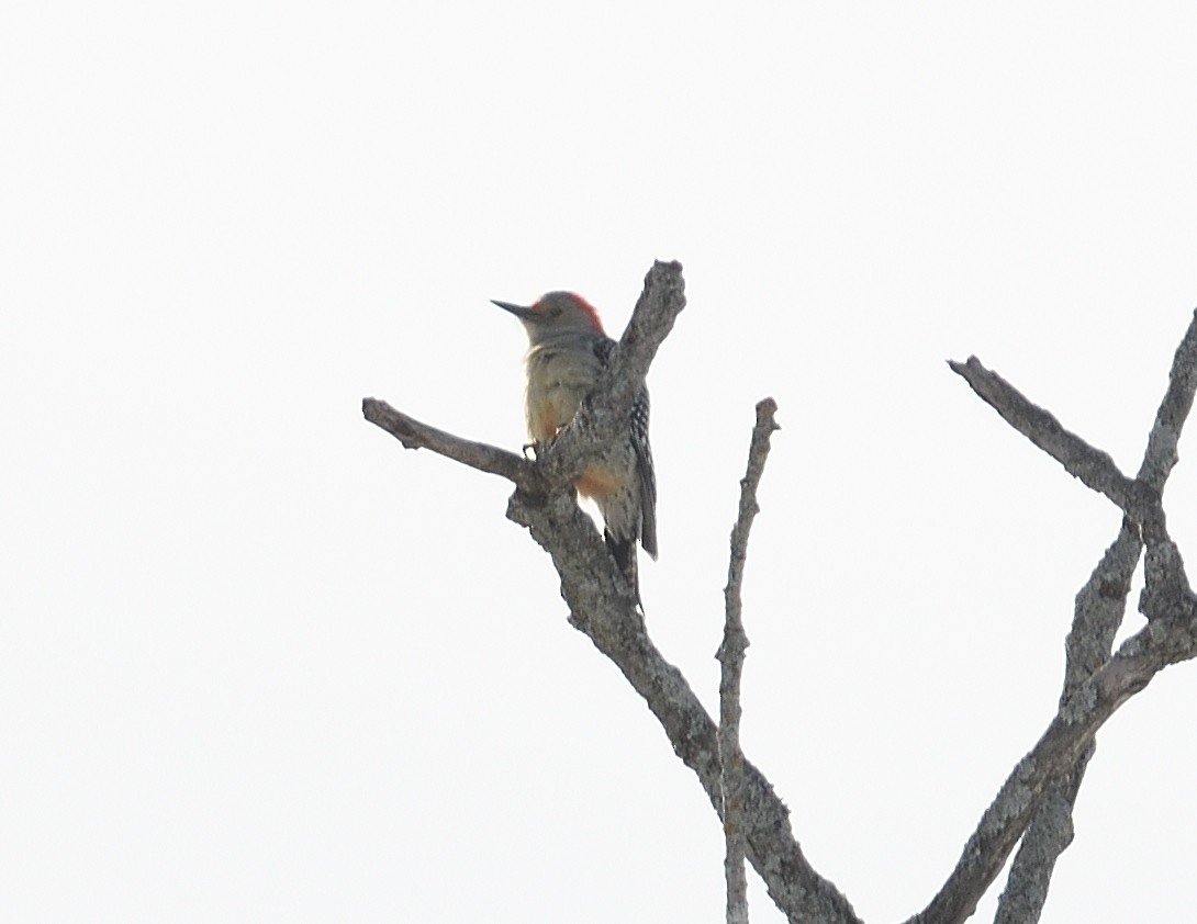 Red-bellied Woodpecker - ML647382672
