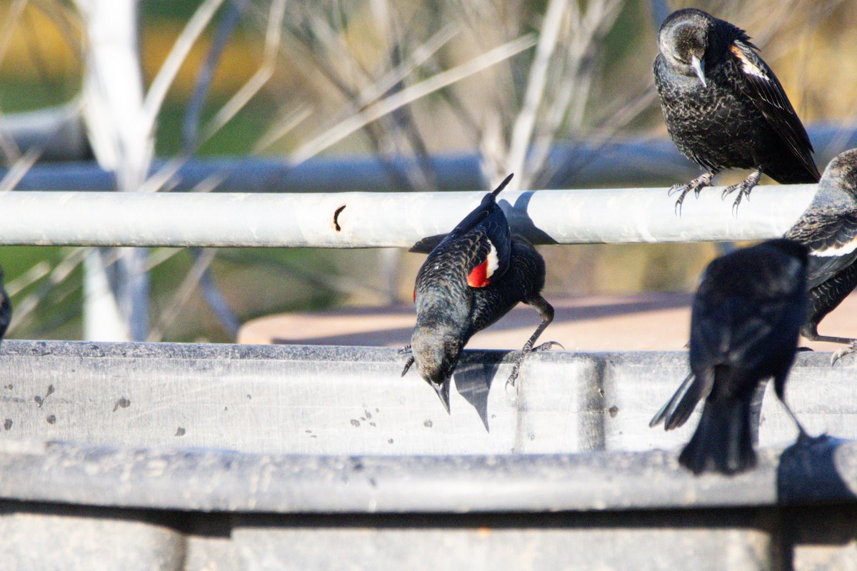 Tricolored Blackbird - ML647382681