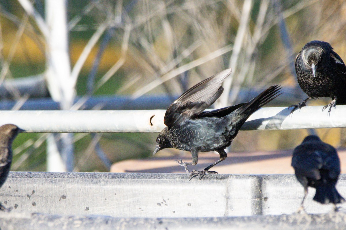 Tricolored Blackbird - ML647382682
