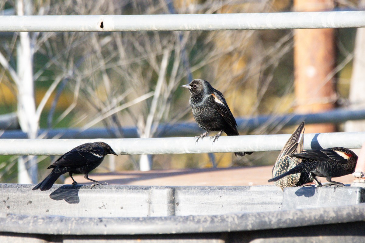 Tricolored Blackbird - ML647382683