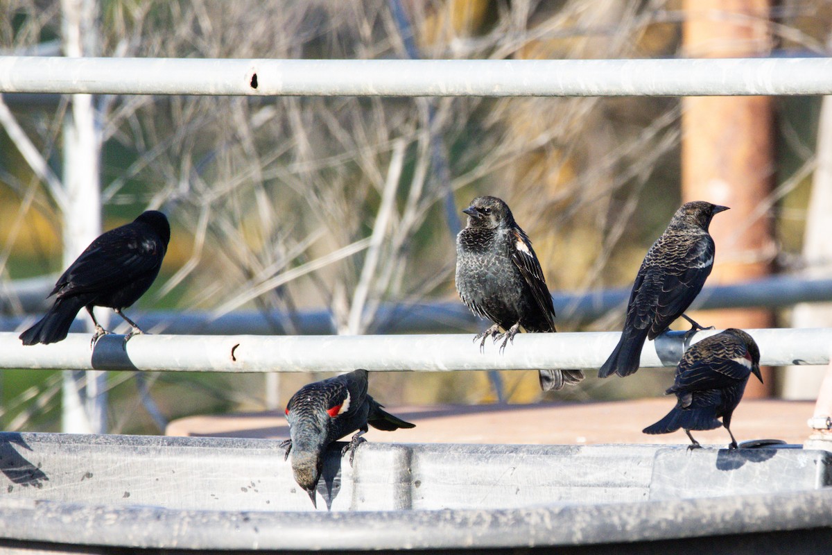 Tricolored Blackbird - ML647382684