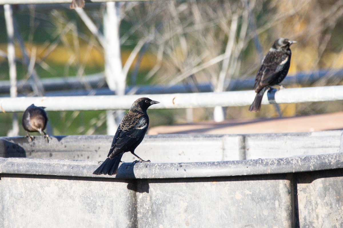 Tricolored Blackbird - ML647382685