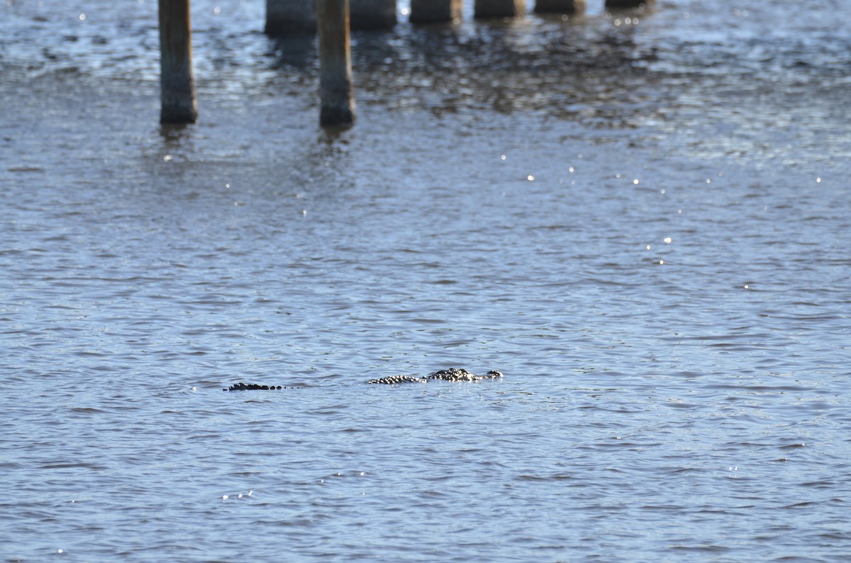 American Alligator - ML647382697