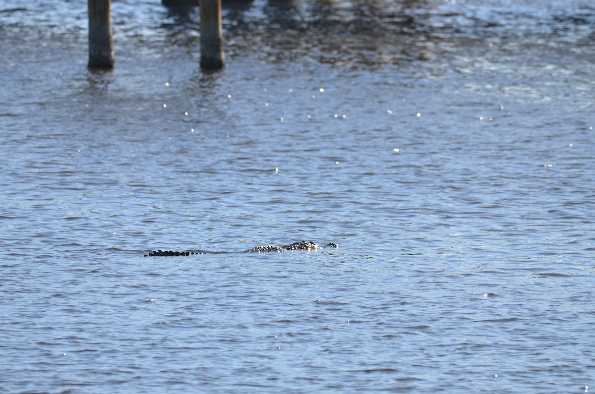 American Alligator - ML647382698