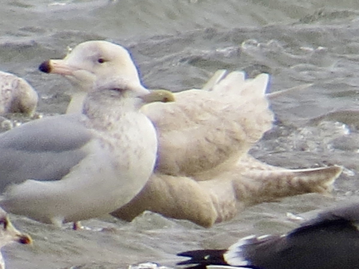 Gavión Hiperbóreo - ML647382700