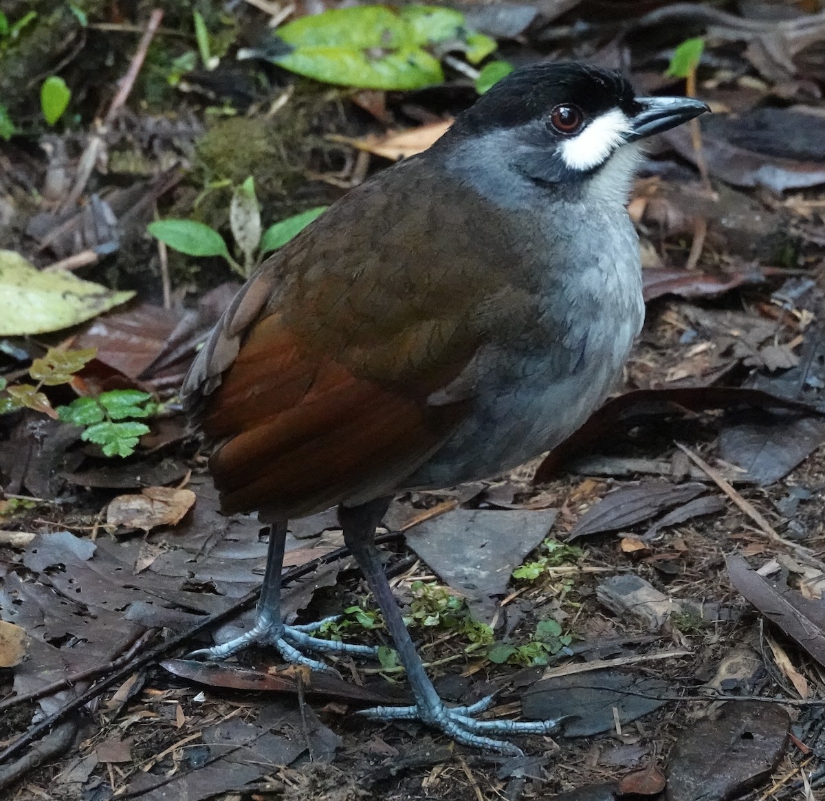 Tororoí Jocotoco - ML647382703