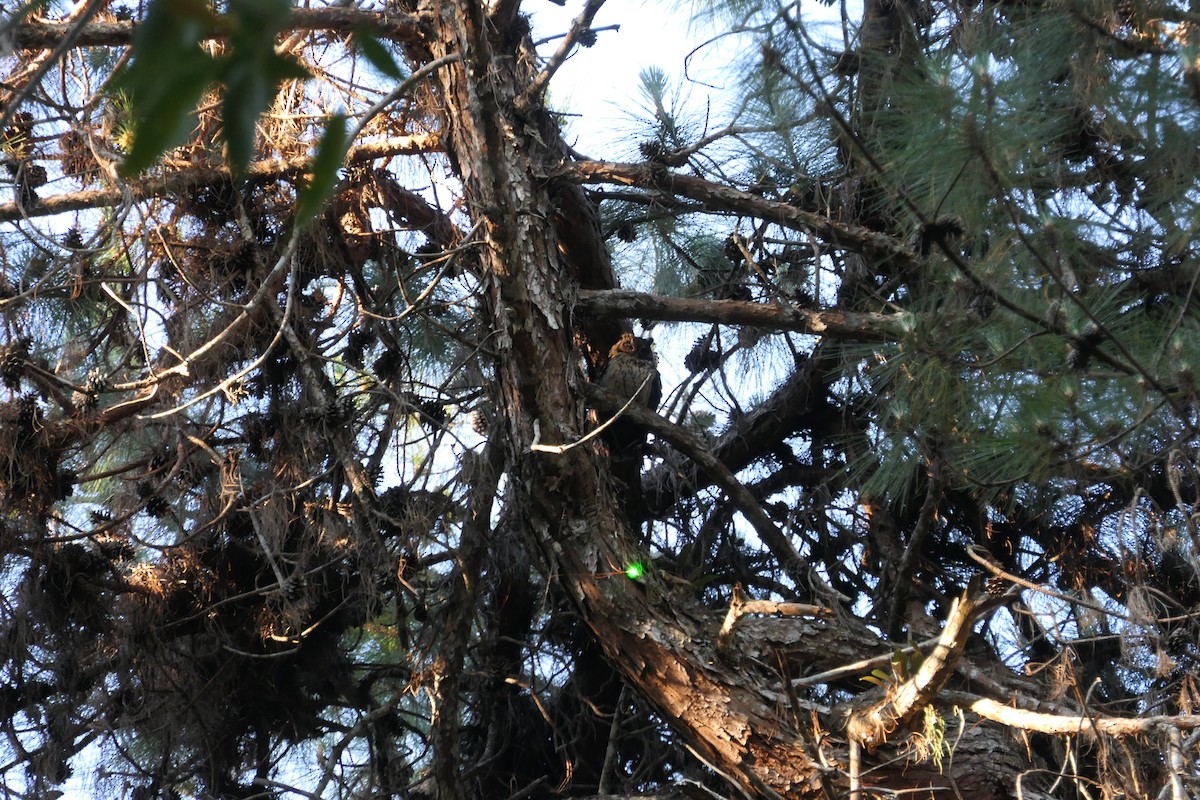 Madagascar Owl - ML647382707