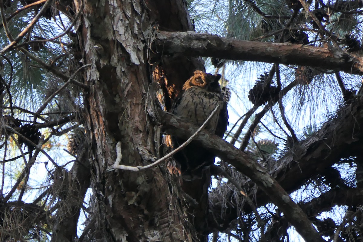 Madagascar Owl - ML647382708